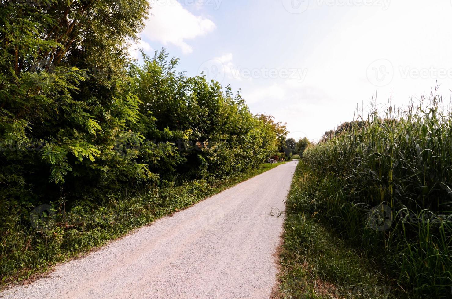 folhagem ao longo do caminho foto