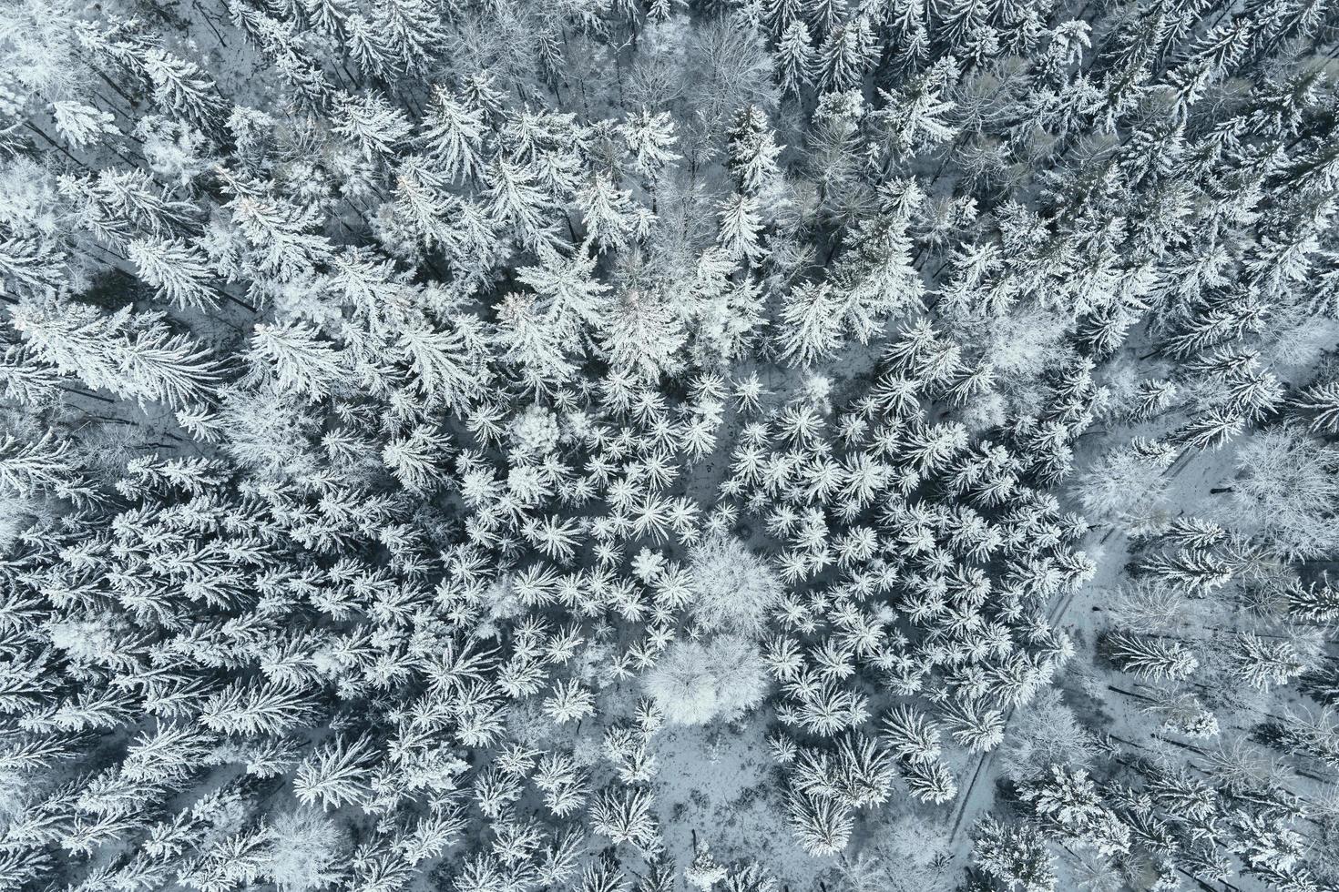 vista aérea da floresta coberta de neve foto