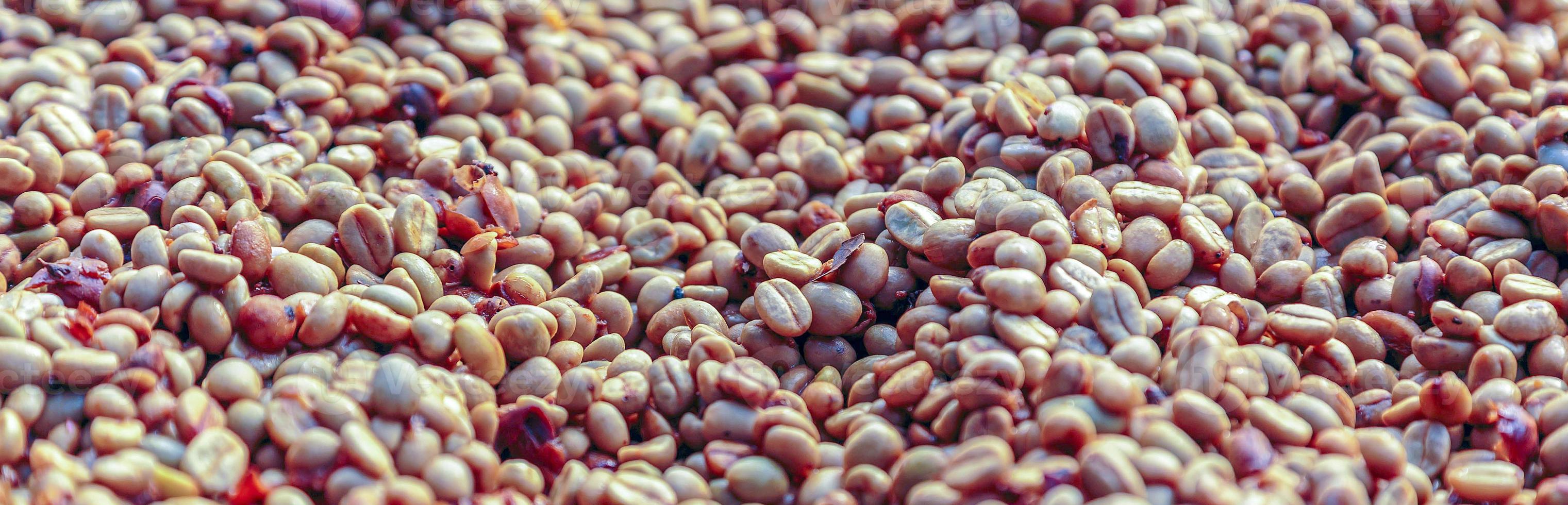 close-up de grãos de café secos. grãos de café frescos com cascas removidas foto