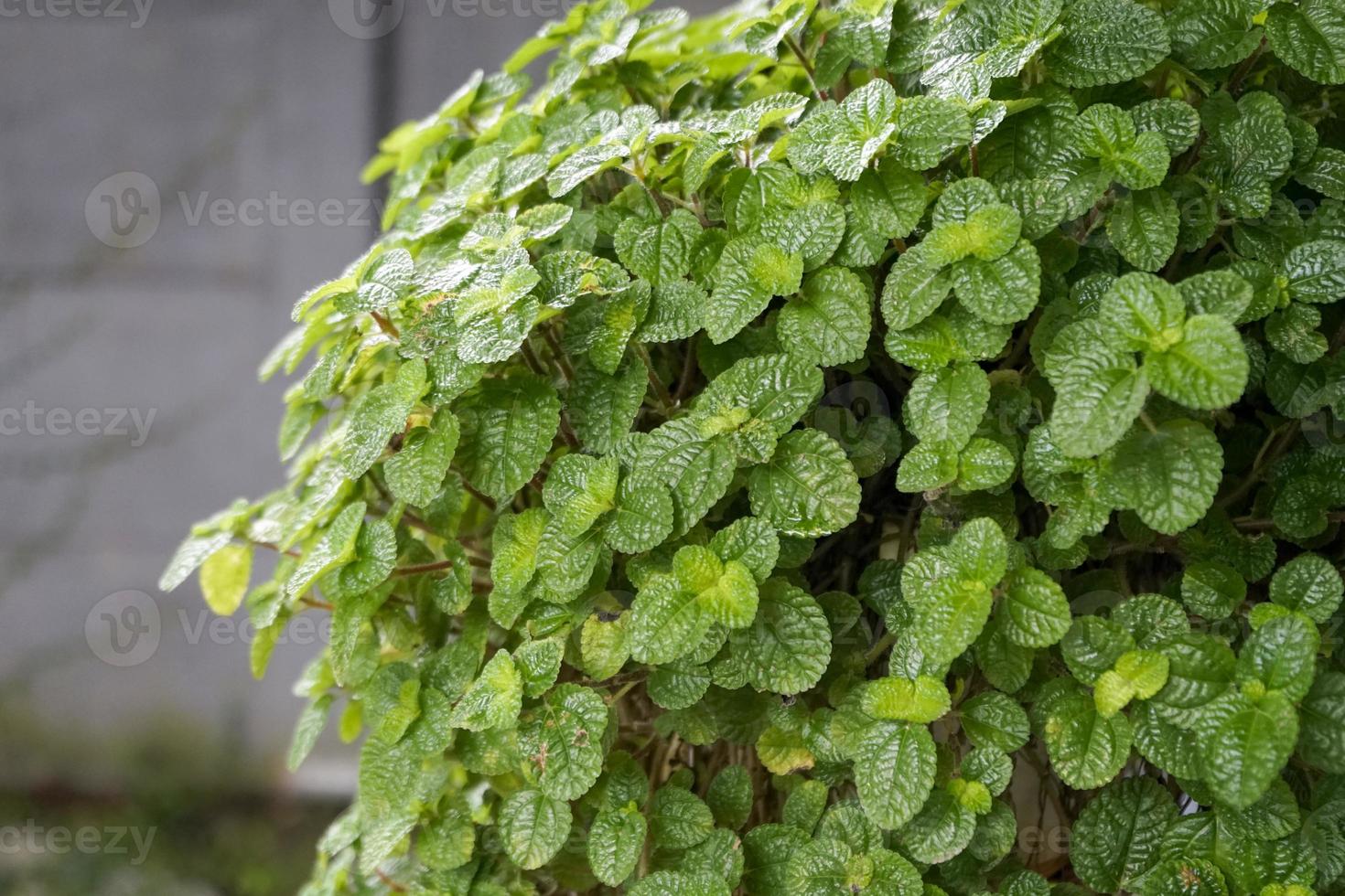 planta tropical na árvore de enfeite de ásia foto