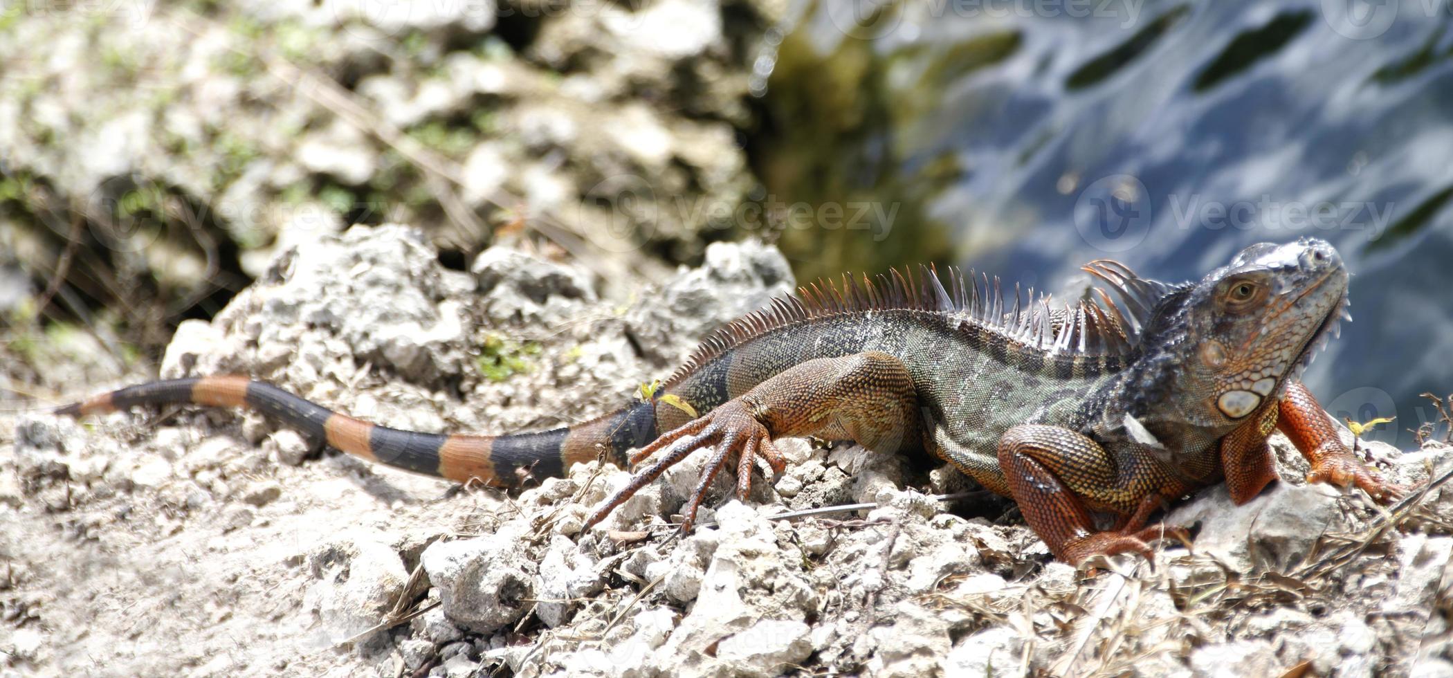 as iguanas são um gênero de lagartos que vivem nos trópicos da américa central, américa do sul e ilhas do caribe. esses lagartos foram descritos pela primeira vez por um zoólogo austríaco, papel de parede macro, iguana foto