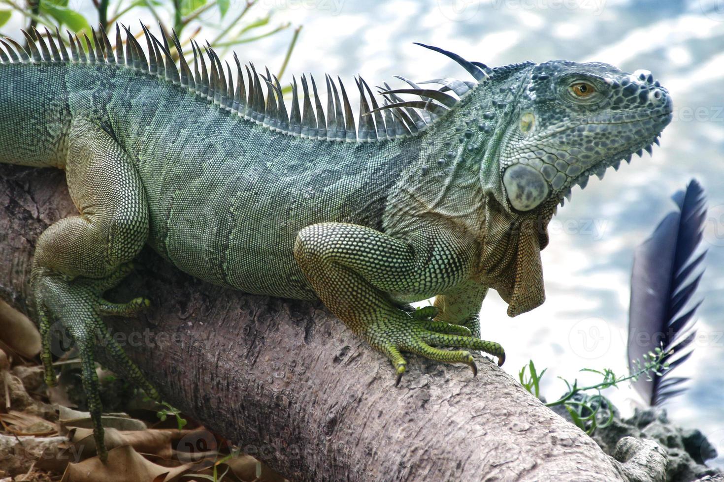 as iguanas são um gênero de lagartos que vivem nos trópicos da américa central, américa do sul e ilhas do caribe. esses lagartos foram descritos pela primeira vez por um zoólogo austríaco, papel de parede macro, iguana foto