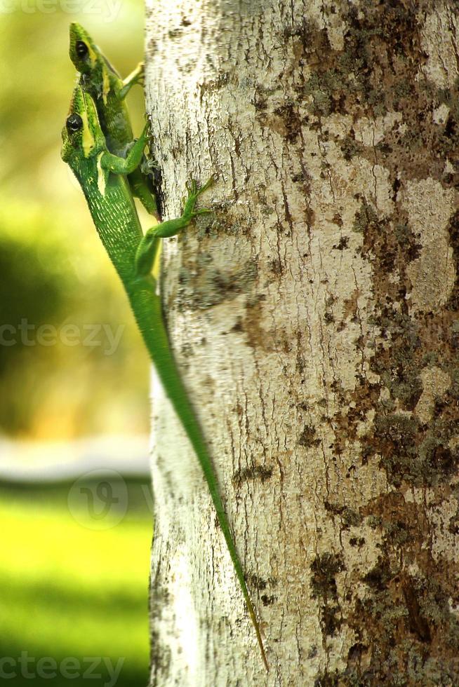 as iguanas são um gênero de lagartos que vivem nos trópicos da américa central, américa do sul e ilhas do caribe. esses lagartos foram descritos pela primeira vez por um zoólogo austríaco, papel de parede macro, iguana foto