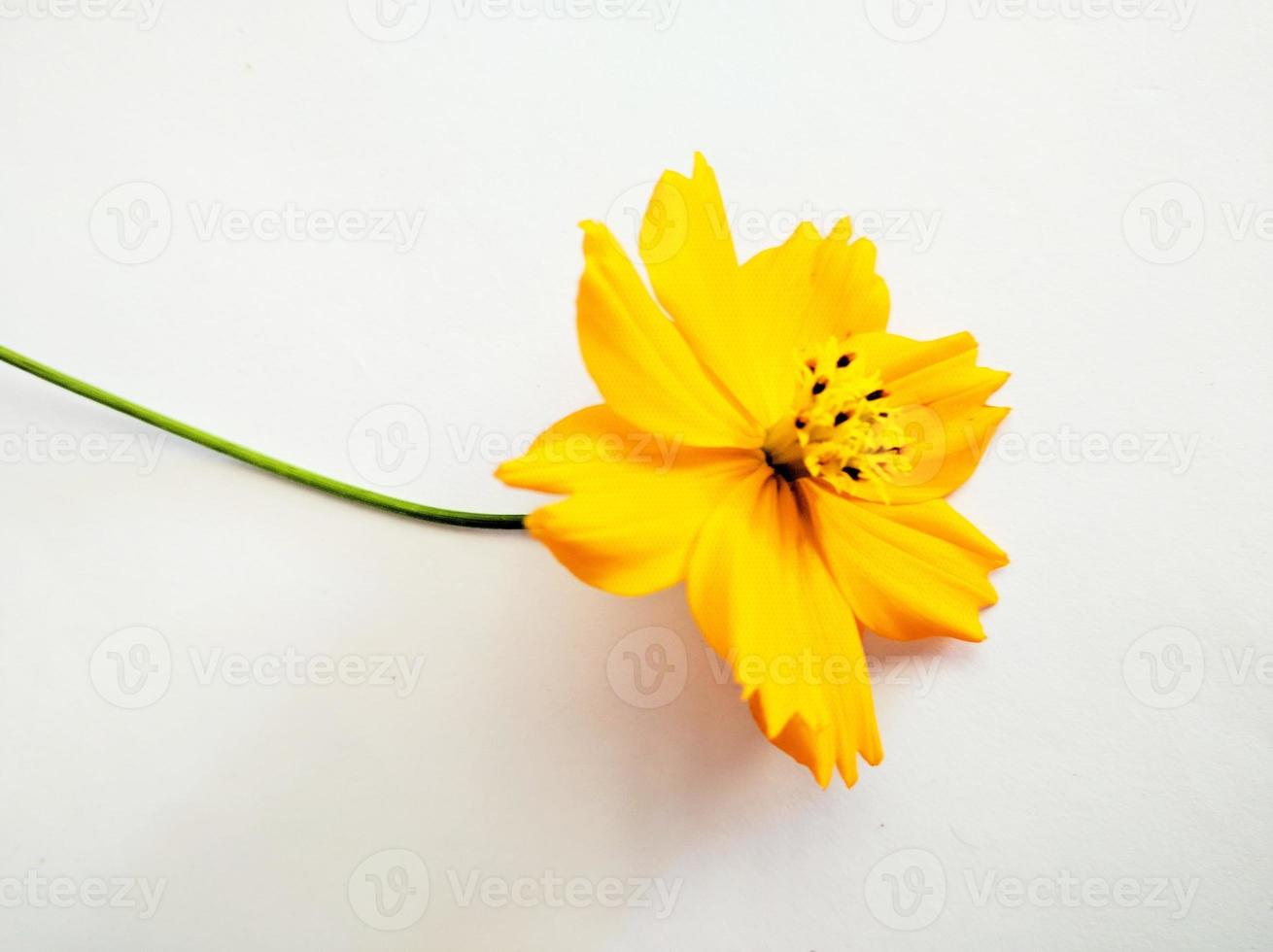 flor de cosmos laranja isolada no fundo branco foto