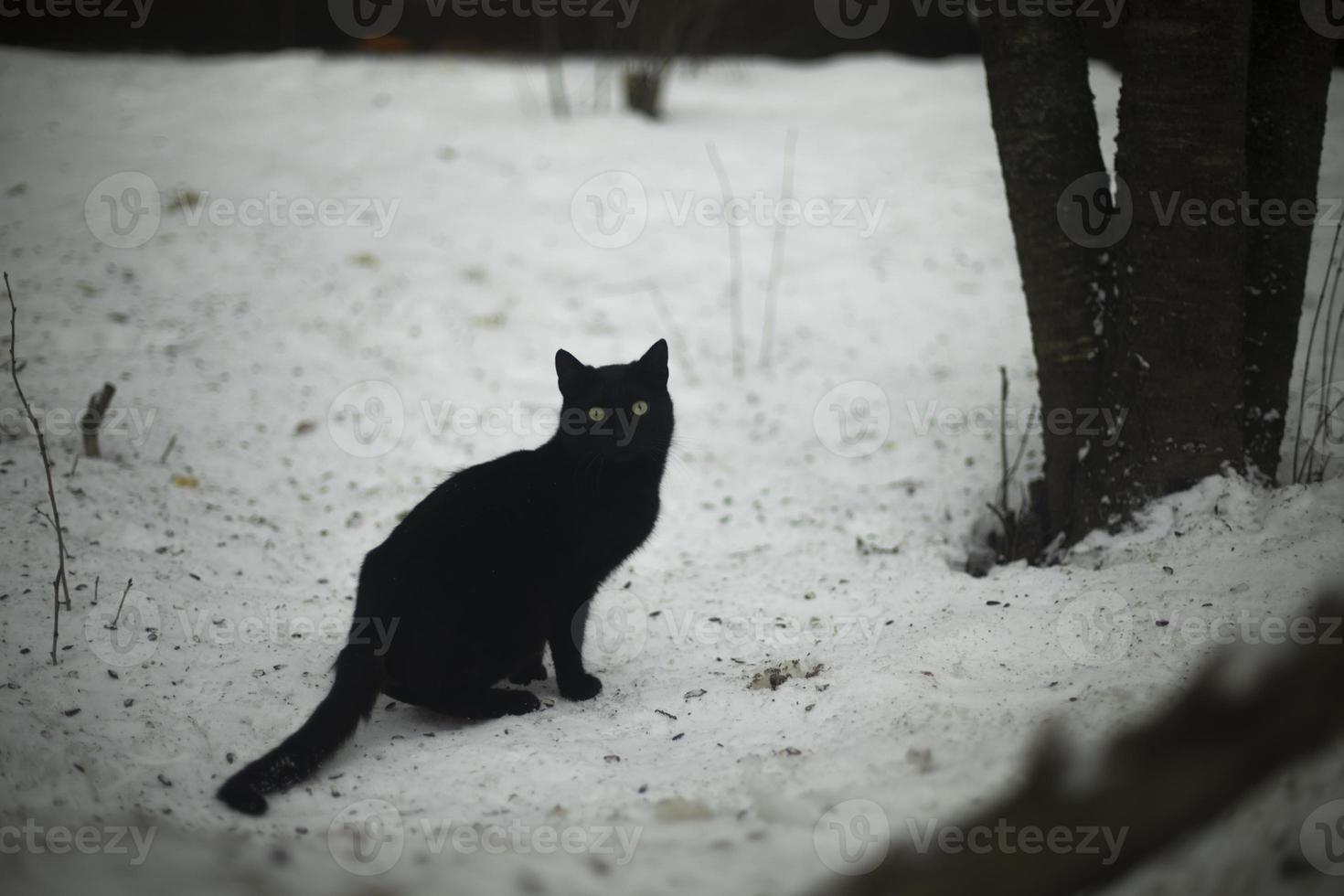 gato preto na rua. gato na neve. animal de estimação fugiu. foto