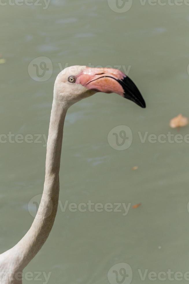 flamingo anda sobre a água foto