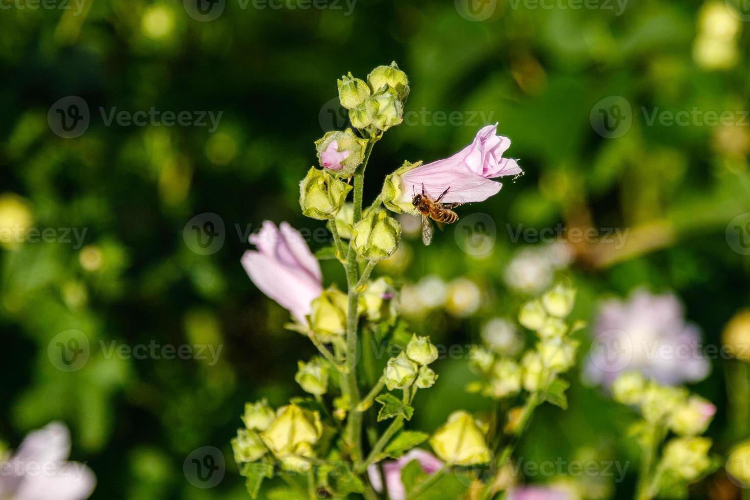 cores de campo rosa com gotículas e um fogão coletando pólen foto