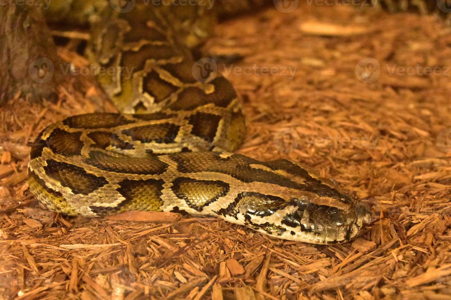 grande cobra python birmanesa em uma pilha de lascas de madeira foto