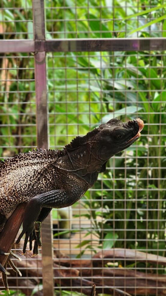 iguana de lagarto preto em uma gaiola segurando para ramificar animal extinto animal de estimação exótico espécies ameaçadas de extinção foto