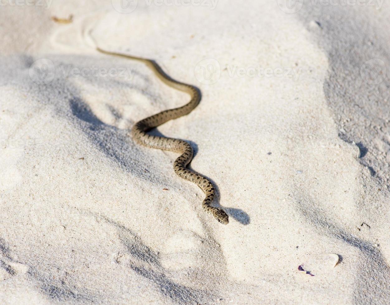 pequena cobra d'água rastejando na areia à beira-mar foto