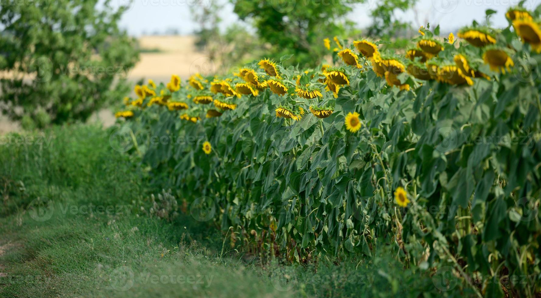 campo com girassóis florescendo em um dia de verão, uma fileira de plantas foto
