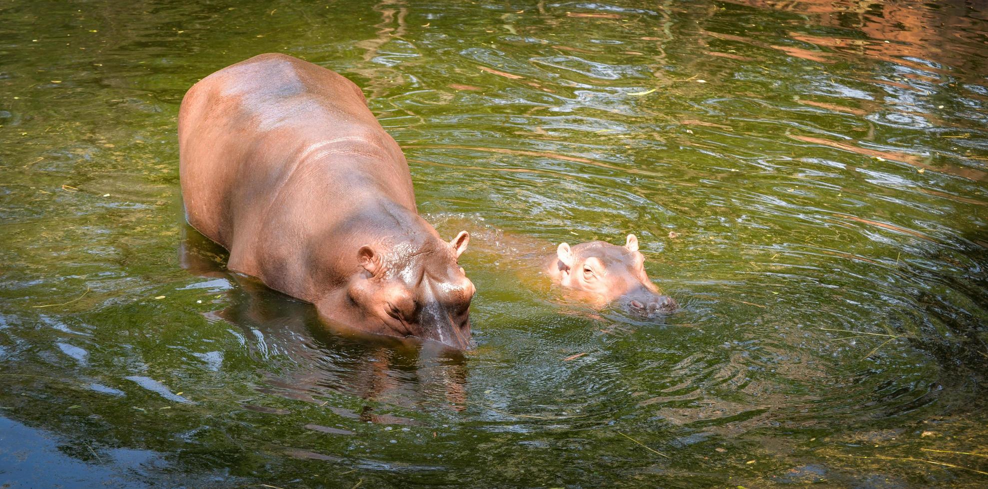 hipopótamo flutuando na água na fazenda de hipopótamos no santuário de vida selvagem foto