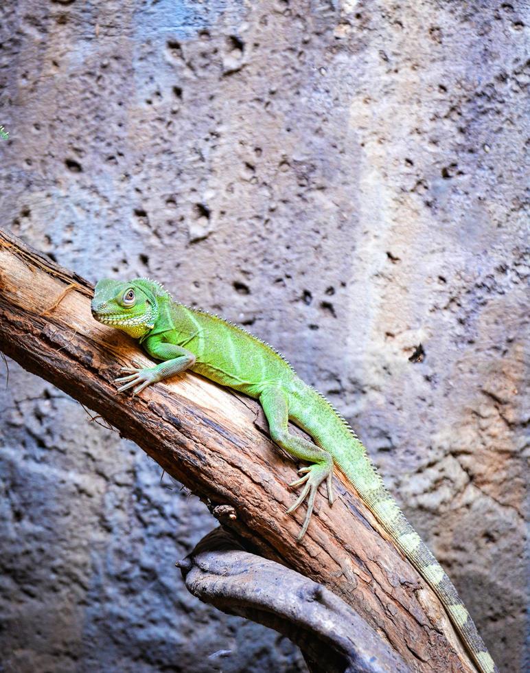 dragão de água verde chinês na árvore de galho foto