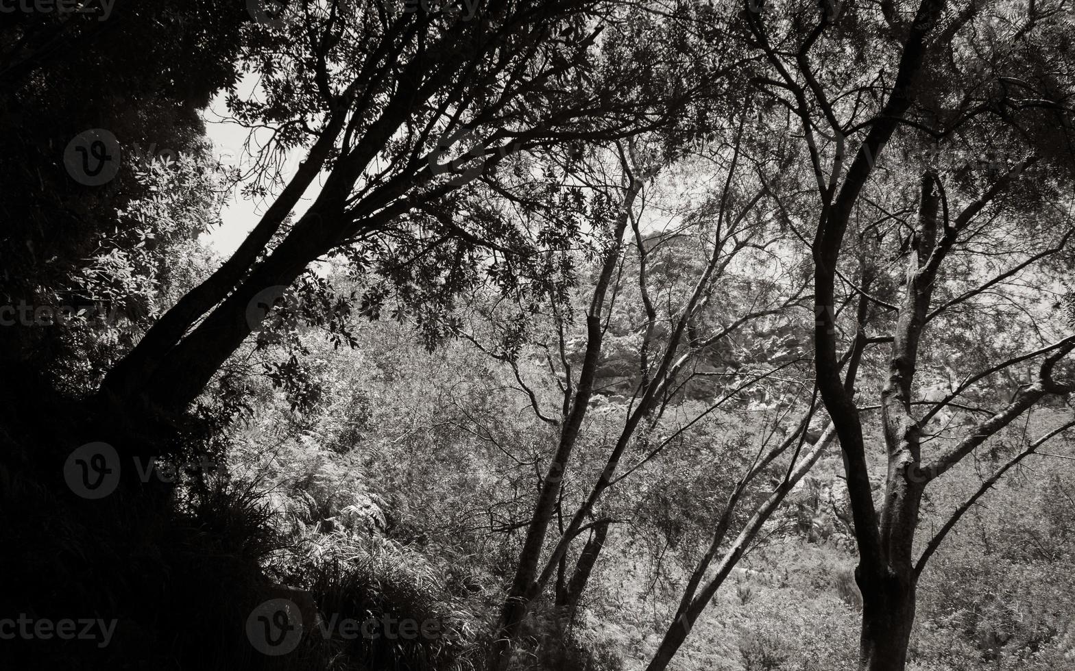 vista entre as copas das árvores, tablemountain, parque nacional, cidade do cabo, áfrica do sul. foto