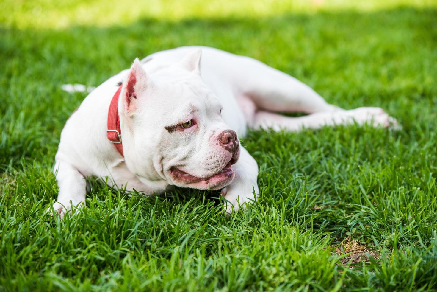 cachorro bulldog americano branco na grama verde foto