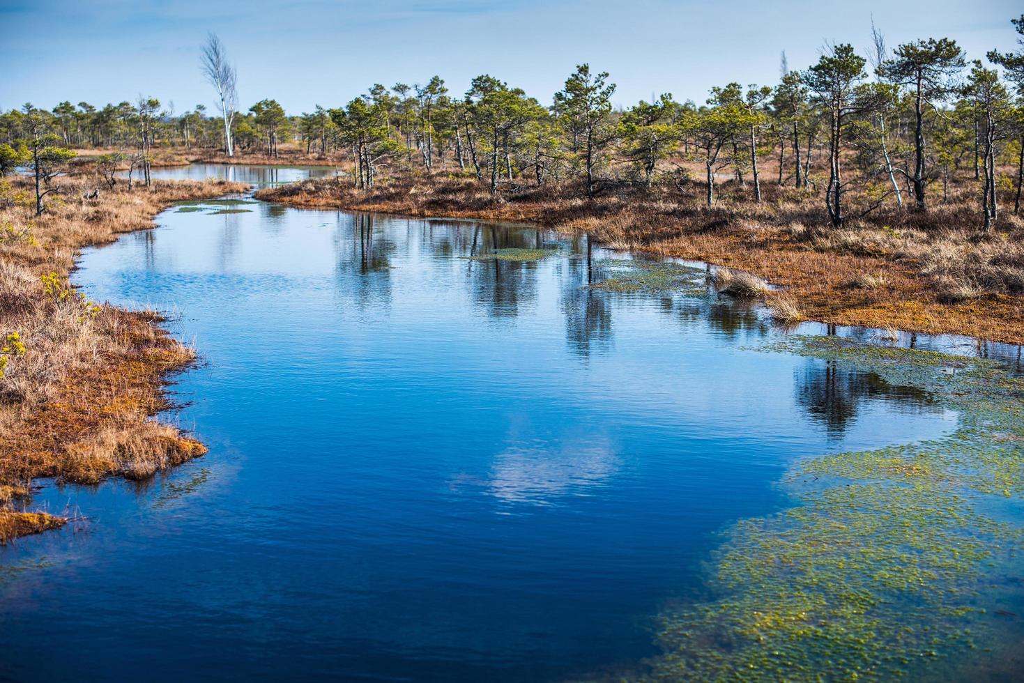 pântano, árvores e céu azul no parque nacional de Kemeri, na Letônia foto