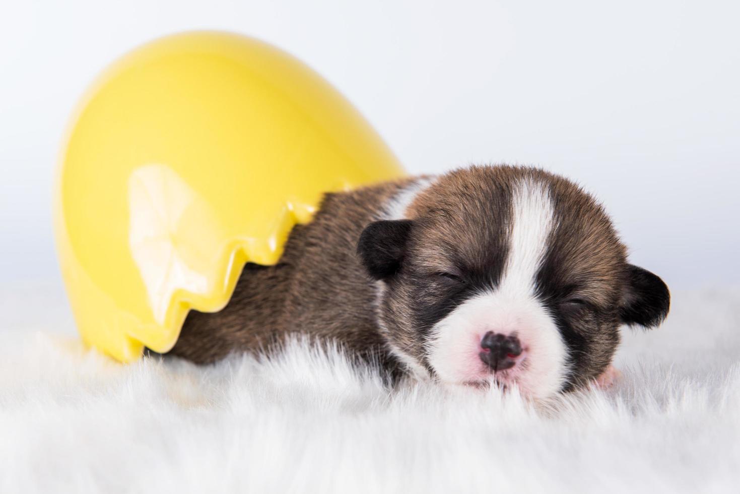 retrato de cachorro pembroke welsh corgi no ovo da páscoa foto