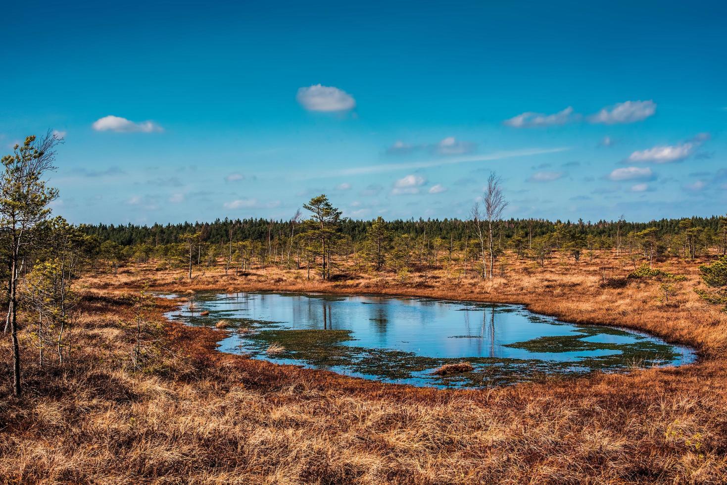 pântano, árvores e céu azul nublado no parque nacional de Kemeri, na Letônia foto