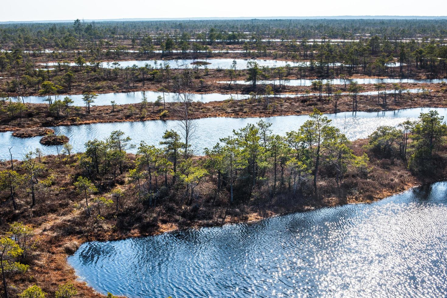 pântano, árvores e céu azul nublado no parque nacional de Kemeri, na Letônia foto