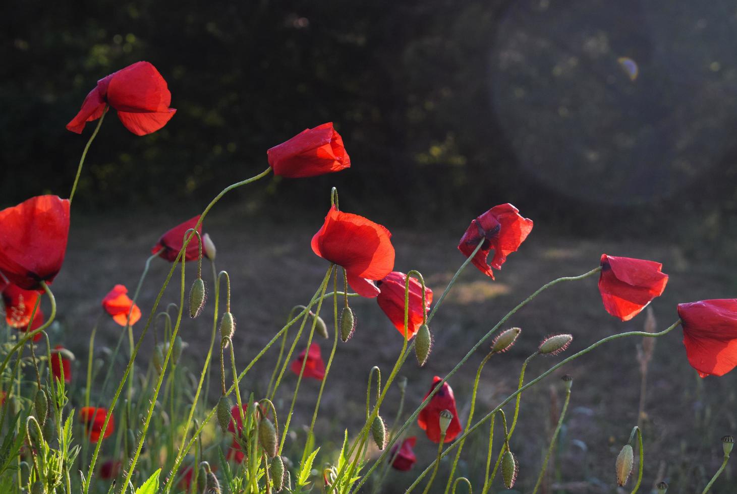 grupo de flores vermelhas em um campo ou jardim foto