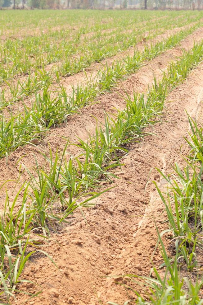 terra agrícola para cultivo de cana foto