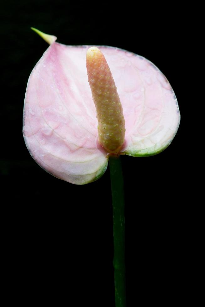 close-up de flor de antúrio foto