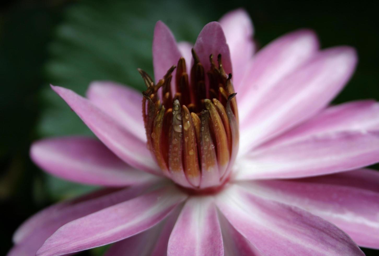 nenúfar roxo foto