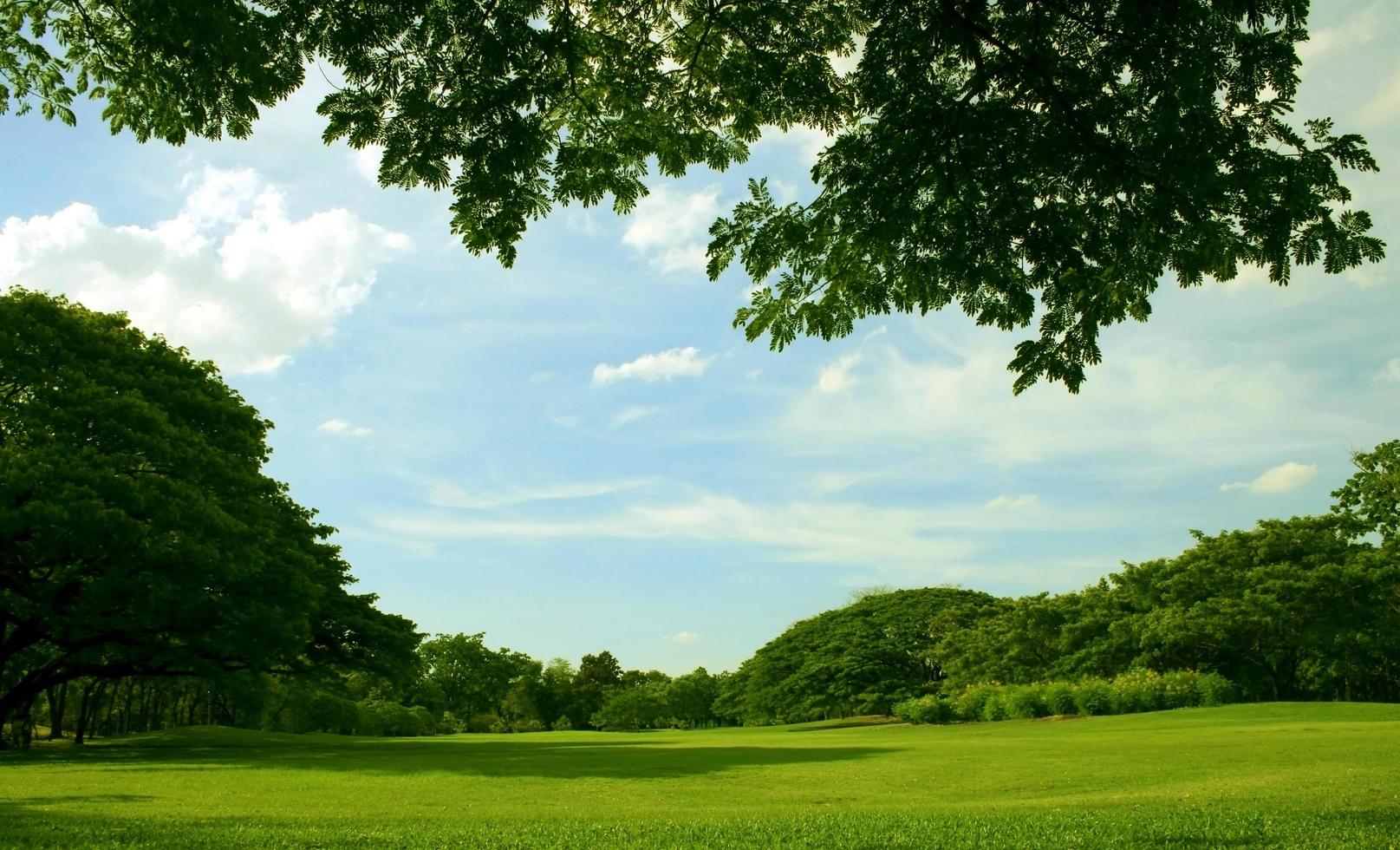 céu azul e jardim verde foto