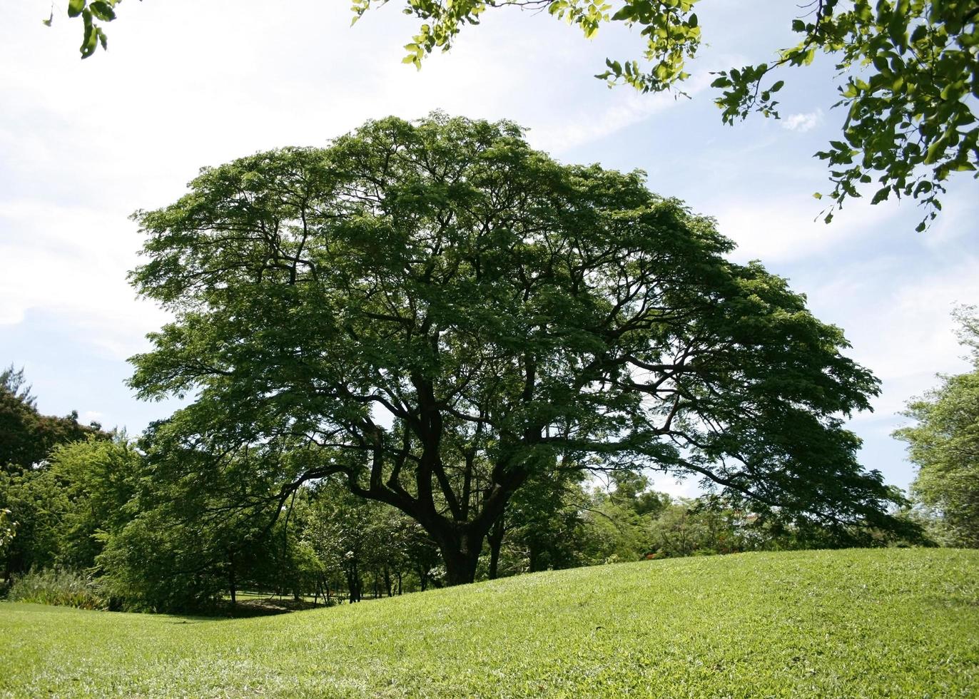 grande árvore em gramado verde foto