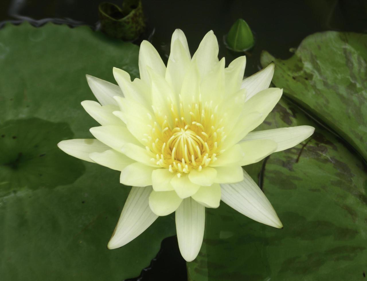 flor de lótus amarela foto