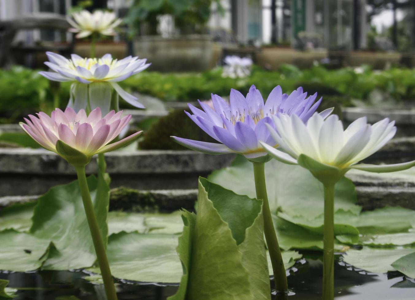 lindas flores de nenúfar foto