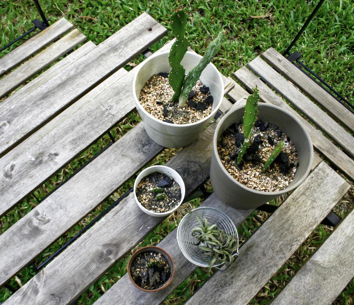 cactos na mesa de madeira foto