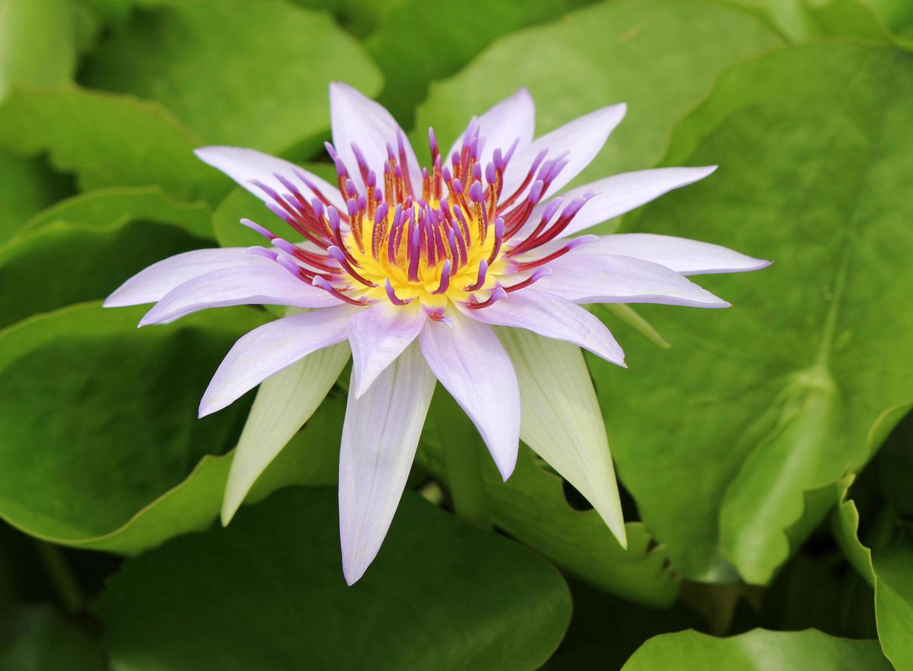 flor de nenúfar aberta foto