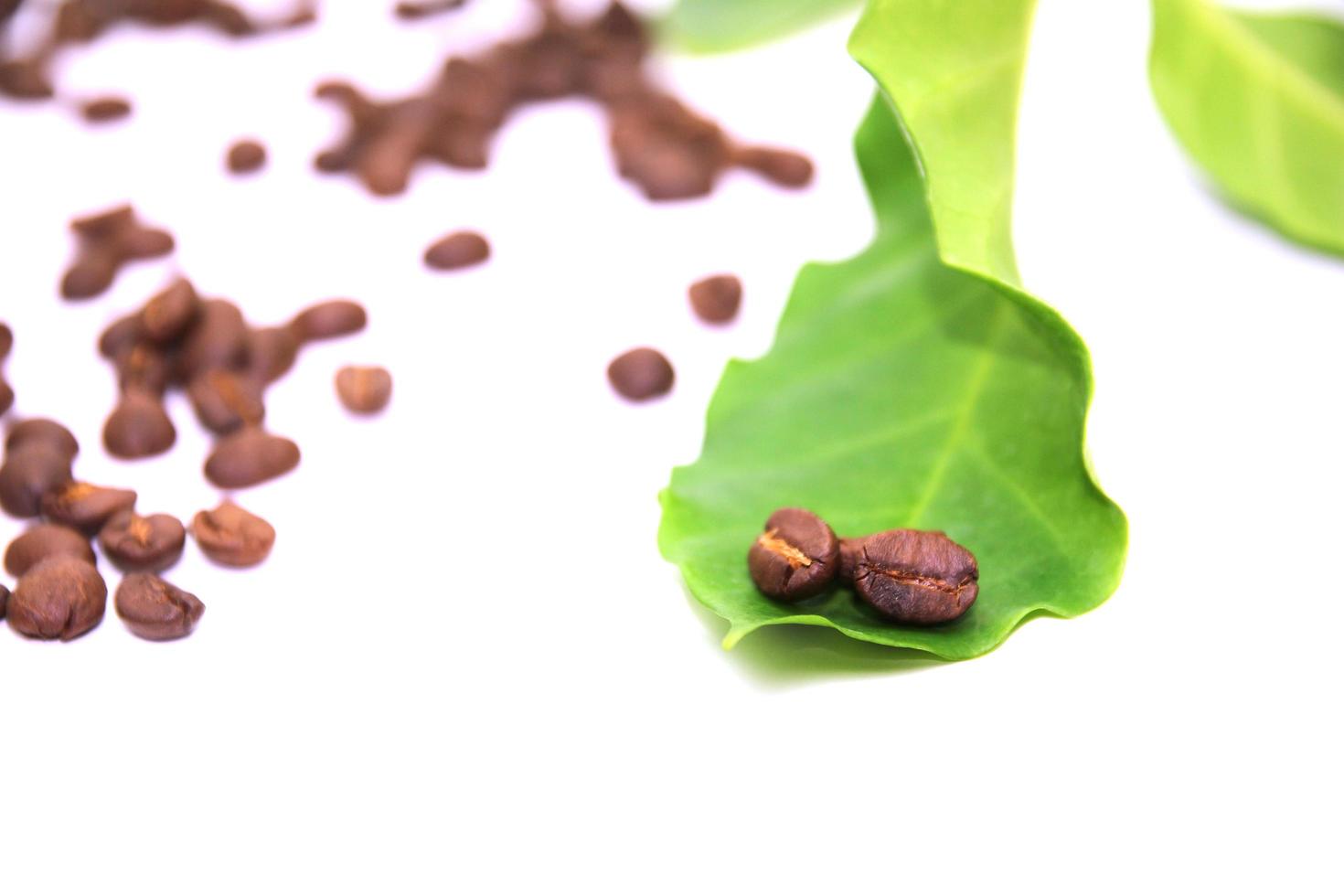 grãos de café e folhas verdes foto