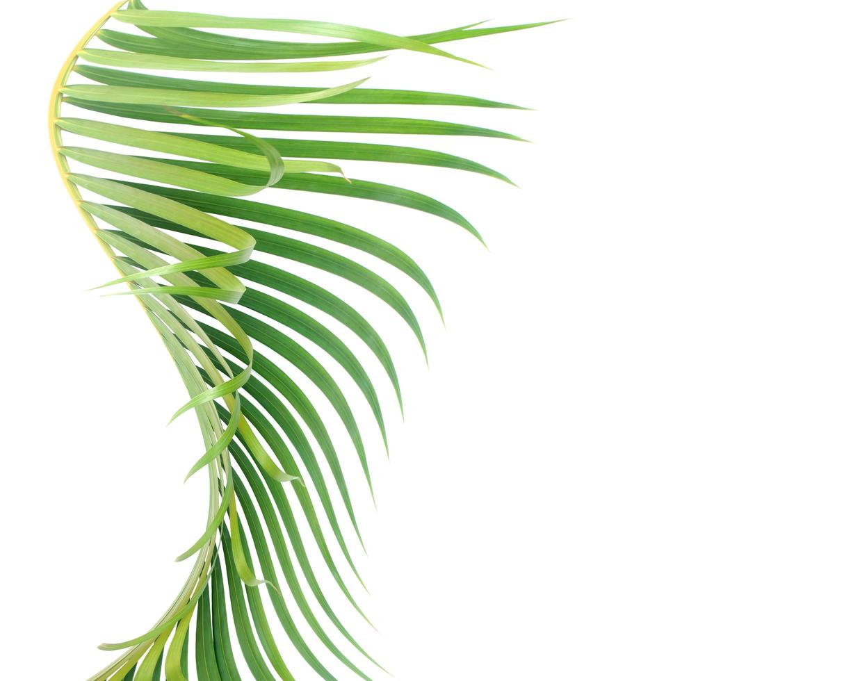 folha de palmeira curva em branco foto