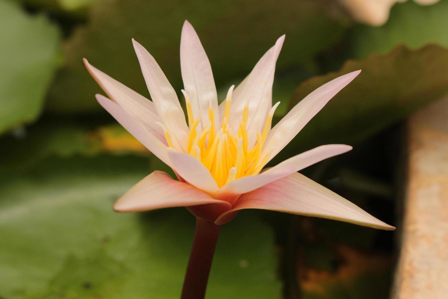 nenúfar rosa e amarelo foto