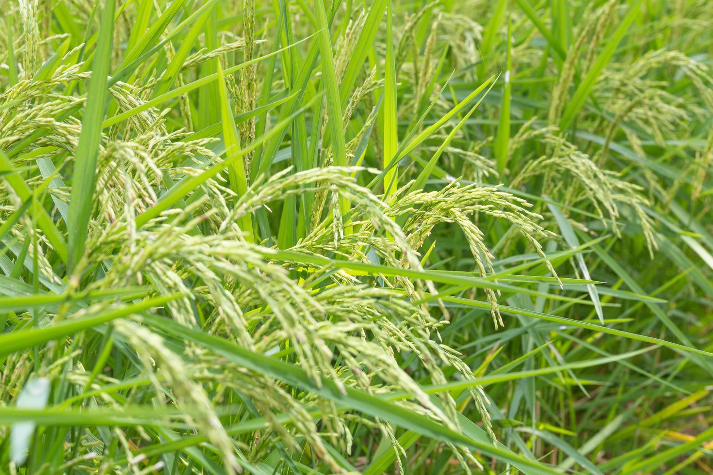 grãos de arroz no campo de arroz foto