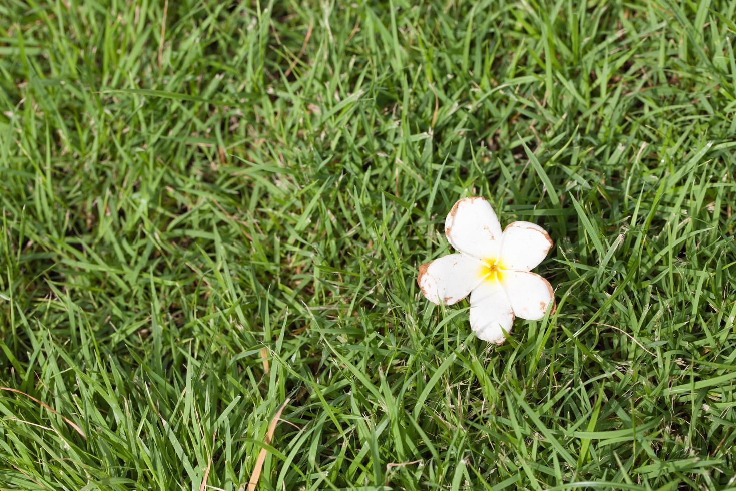 flor branca na grama foto