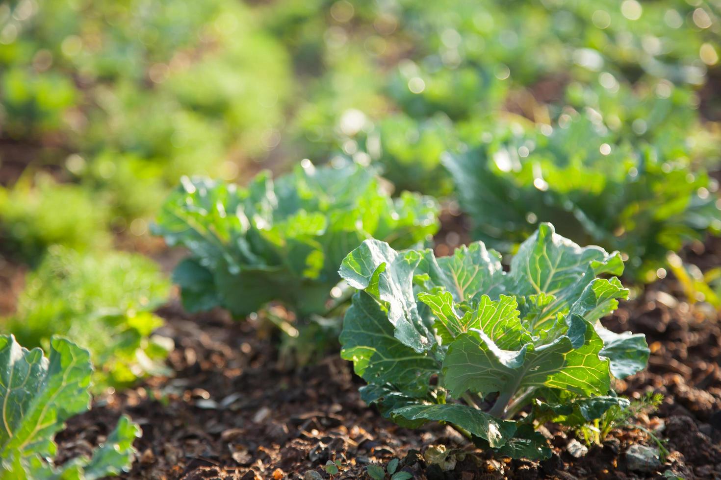 vegetais na plantação de vegetais foto