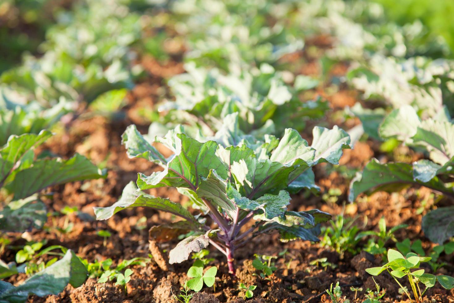 vegetais na plantação de vegetais foto