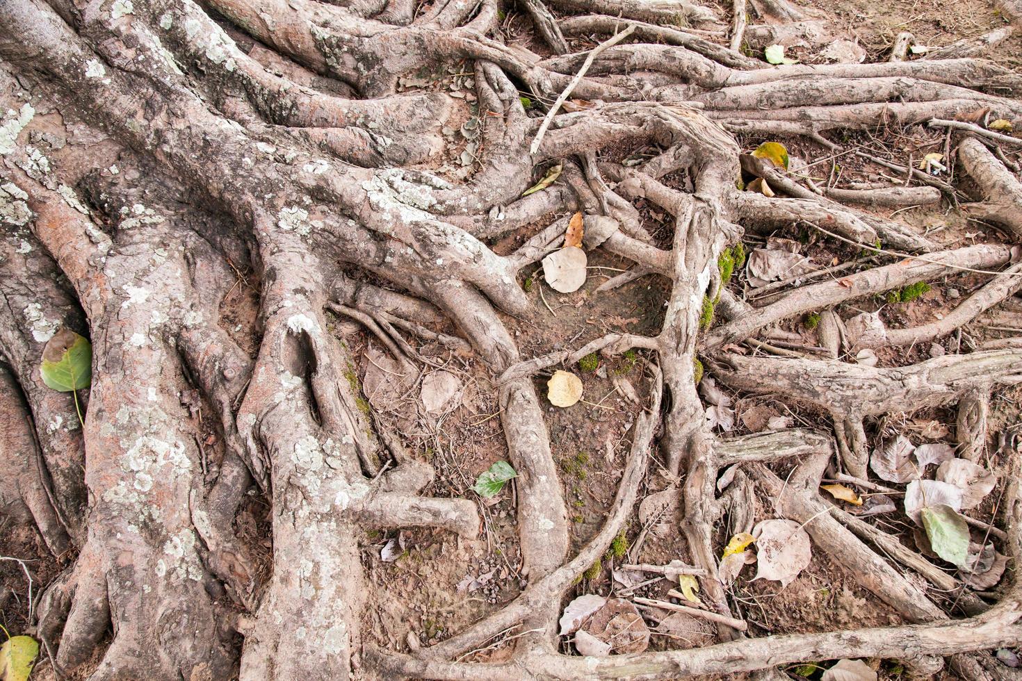 raízes de uma velha árvore no parque foto