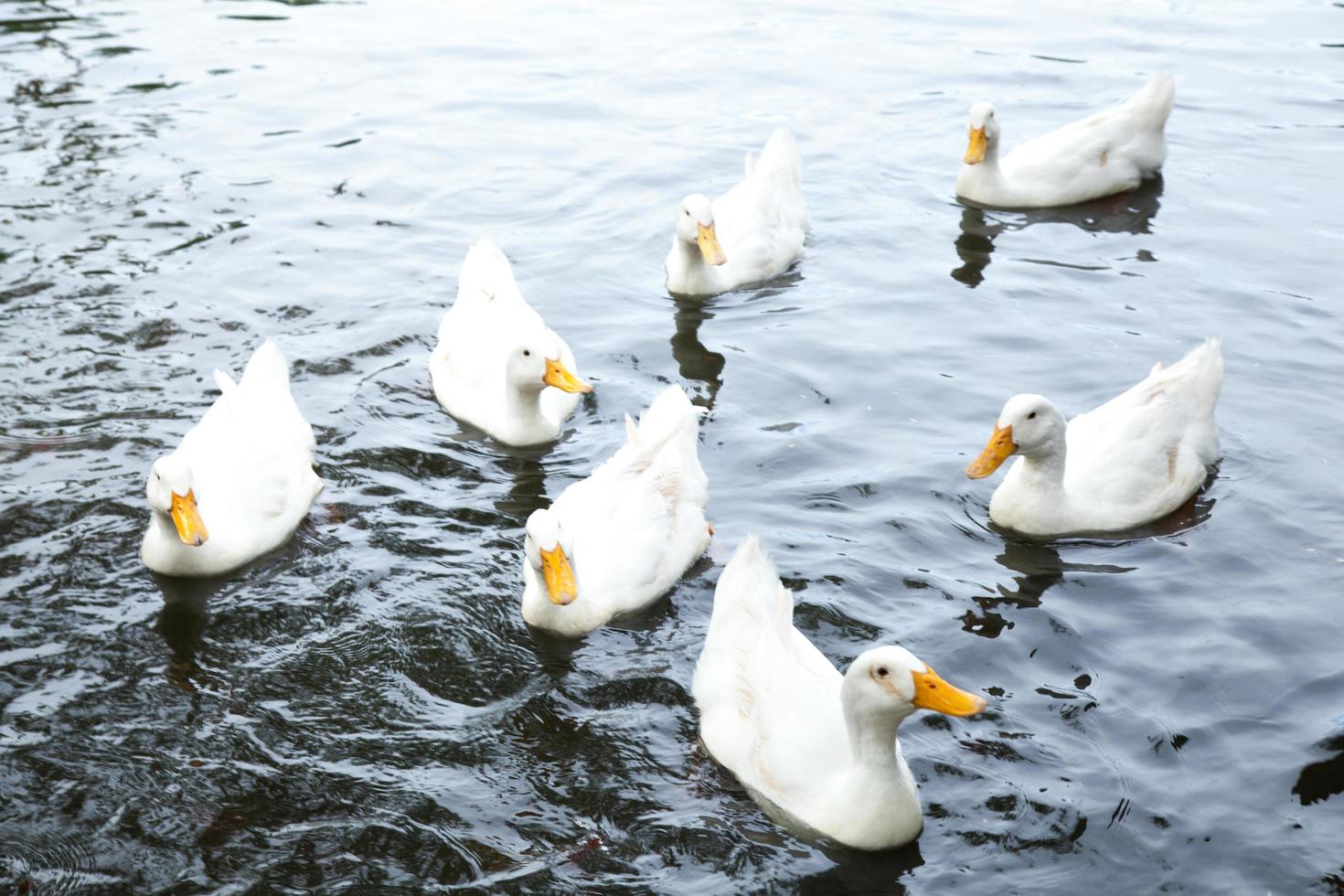 patos na água foto