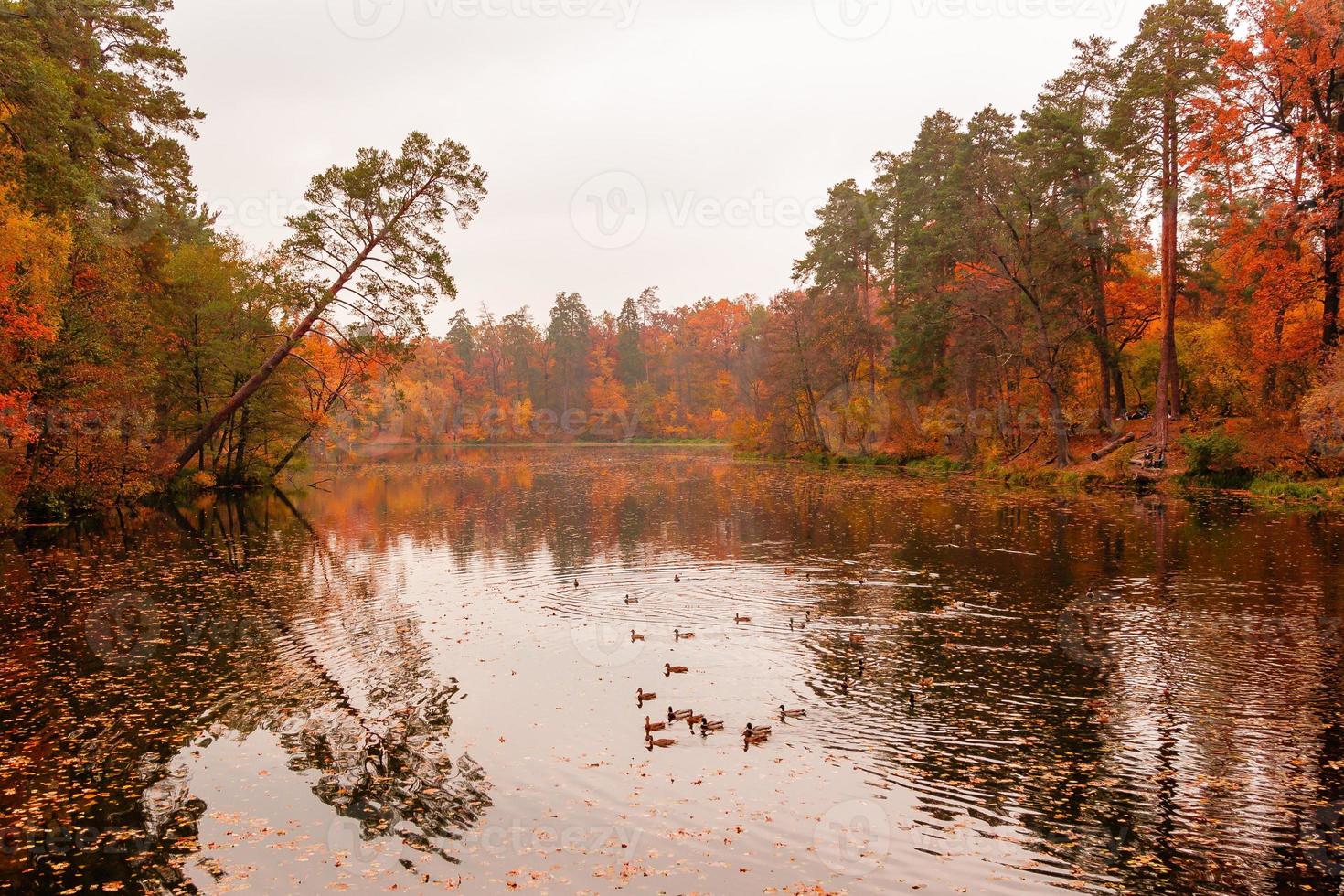 lindo lago dentro uma floresta com outono árvores foto