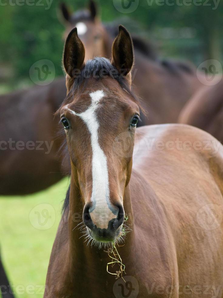 cavalos em um prado na Alemanha foto