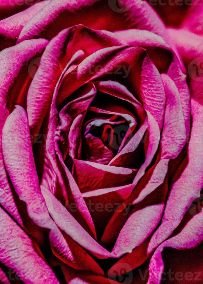 Rosa flor fotografia inspirado de geórgia o'keefe foto