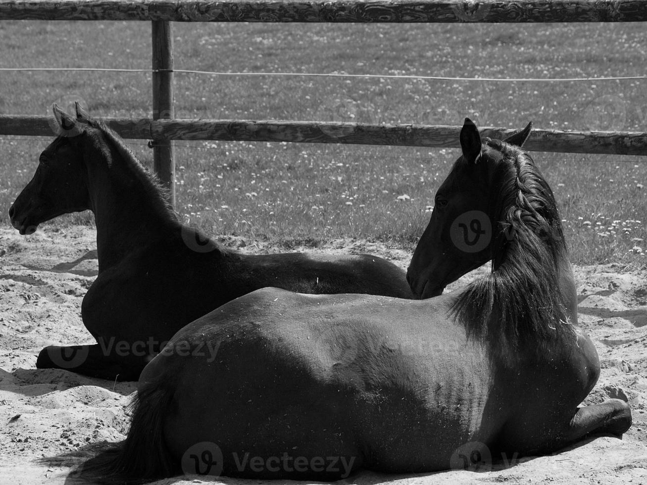 cavalos em um prado alemão foto