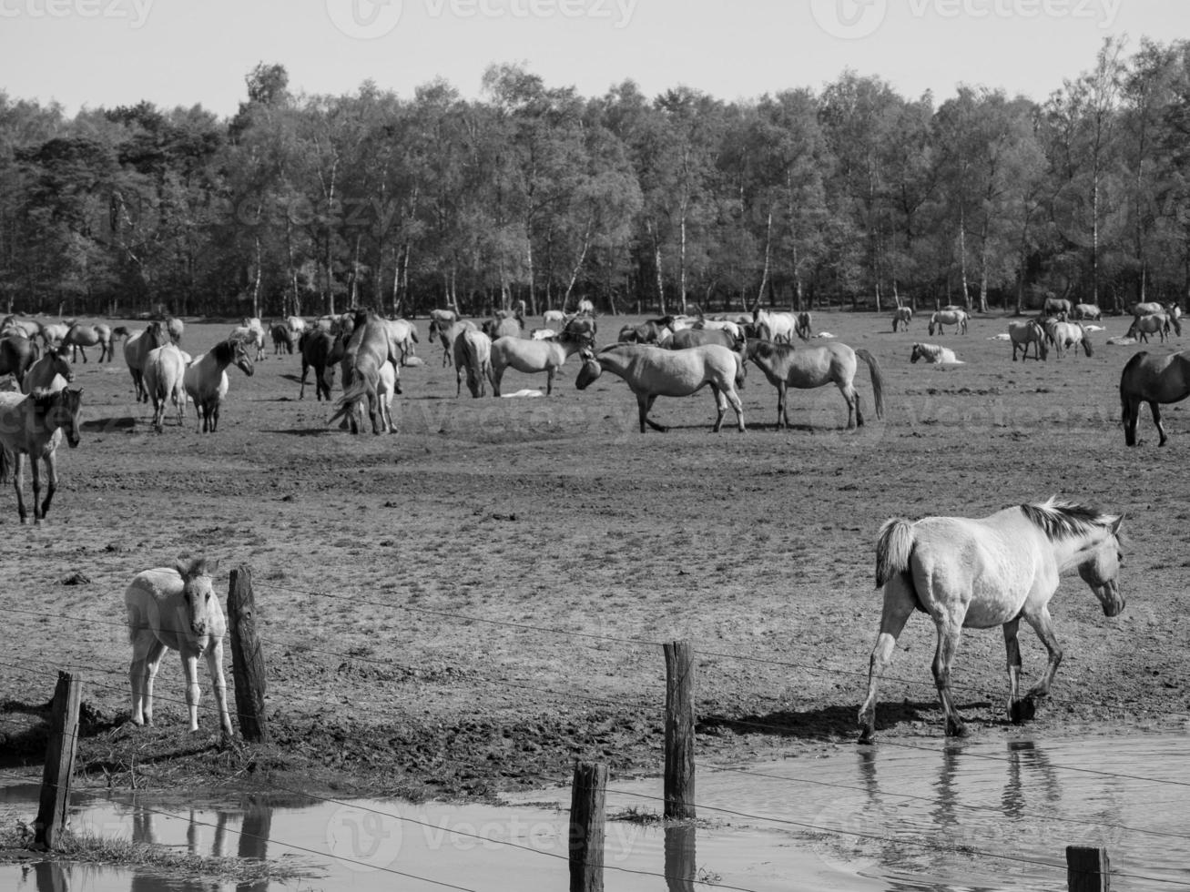 cavalos em um prado alemão foto