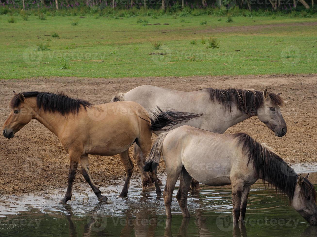 selvagem alemão cavalos foto