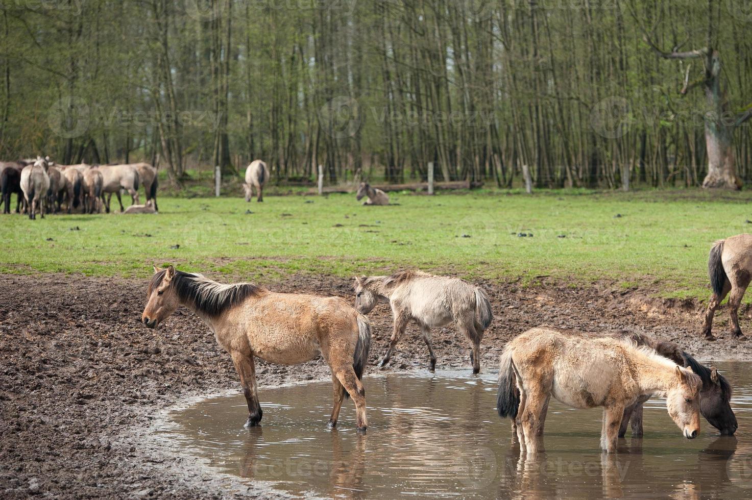 potros e cavalos dentro Alemanha foto