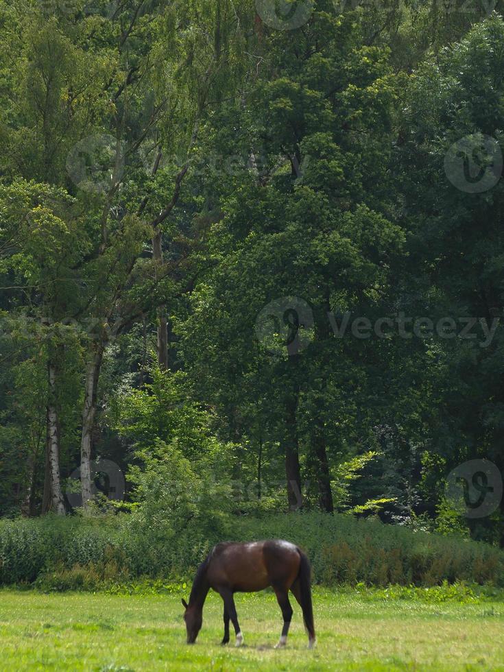 cavalos com potros foto